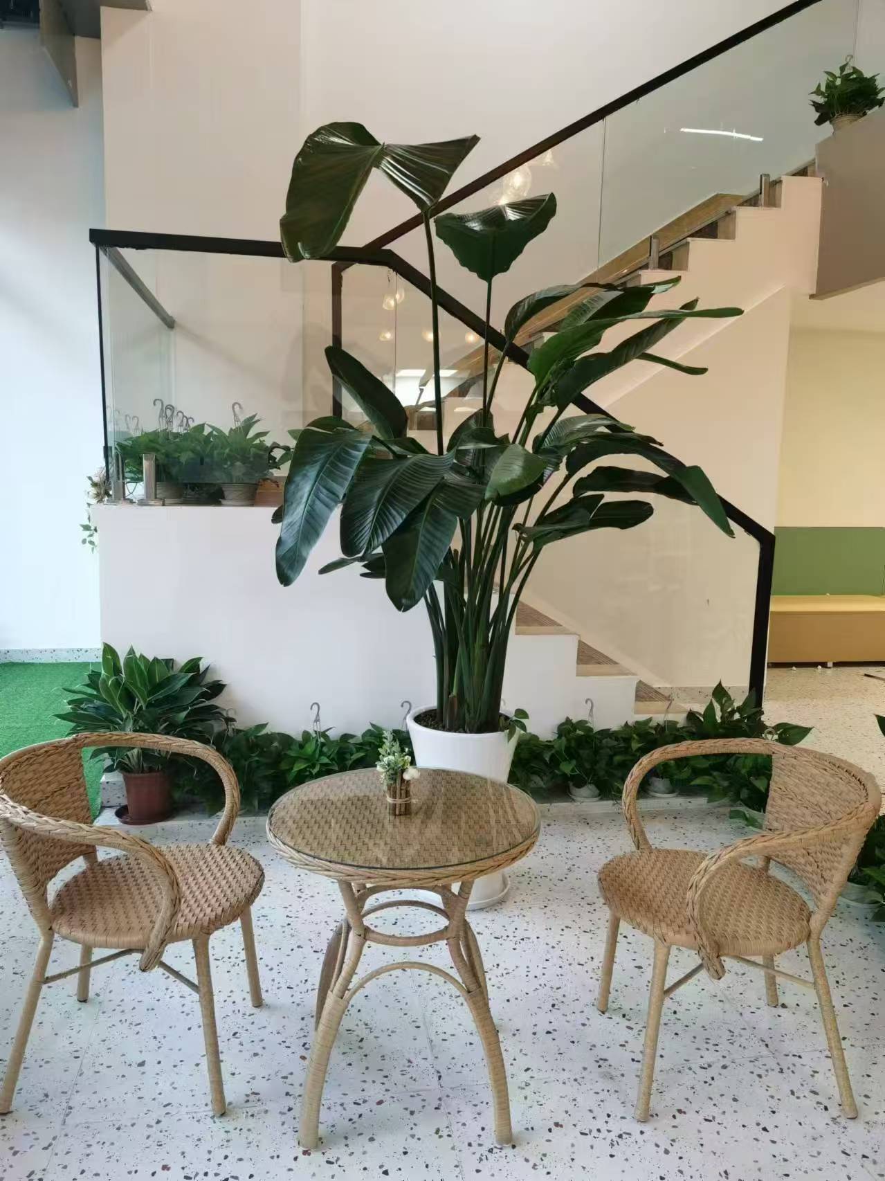 沙井店藤椅休息区和大型绿色植物
