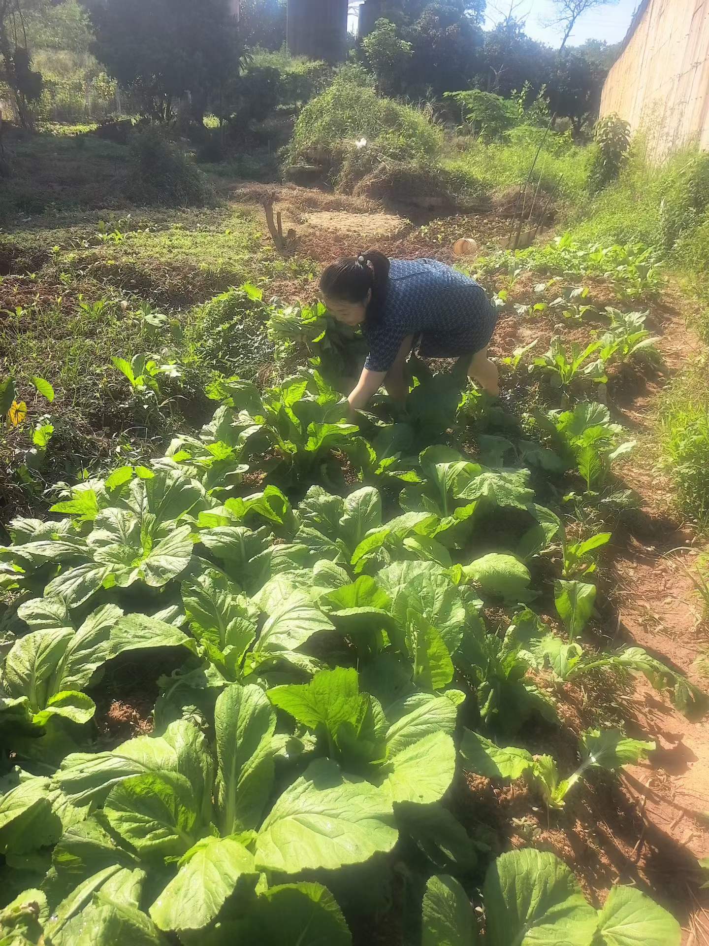 阳光下,惠泽人在菜地里俯身照料蔬菜